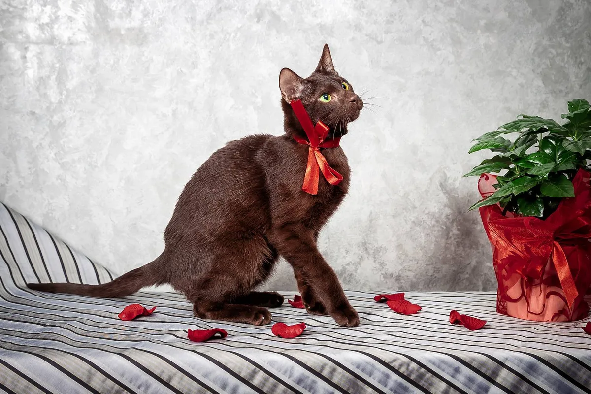 rustend van de Havana Brown