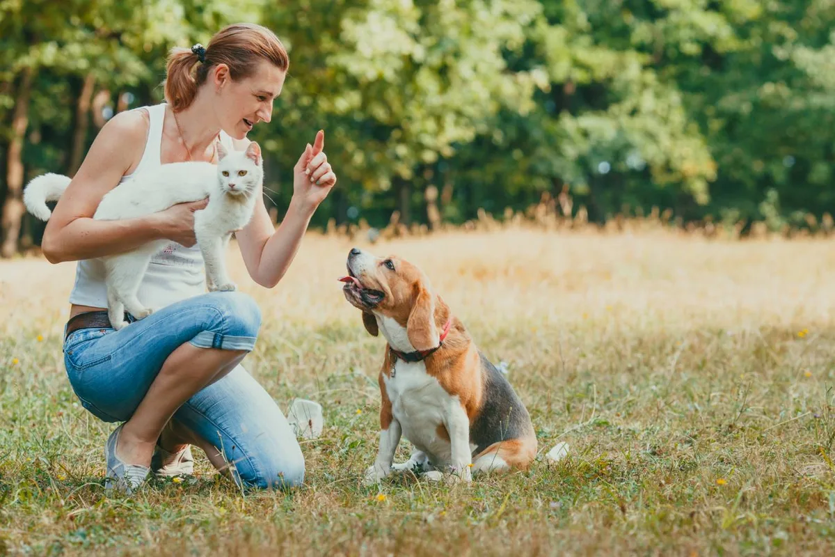 Kat die getraind wordt met een beloning