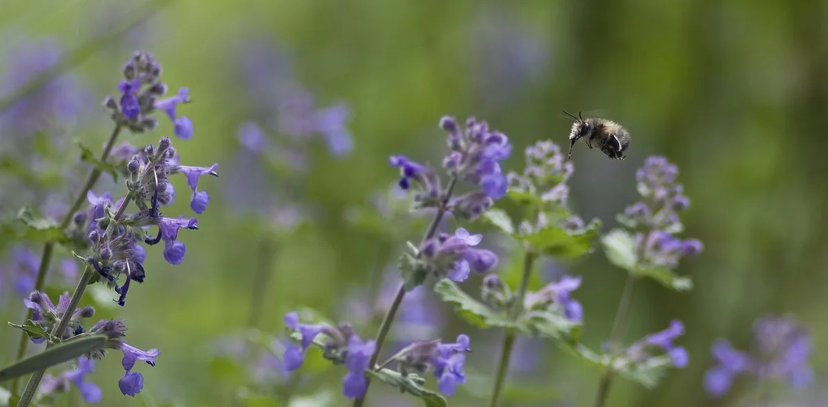 Catnip of kattenkruid plant in de tuin