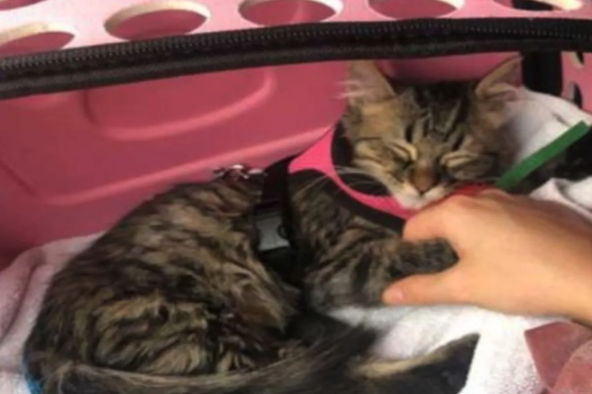 Kat Lee uit Peru gered van euthanasie