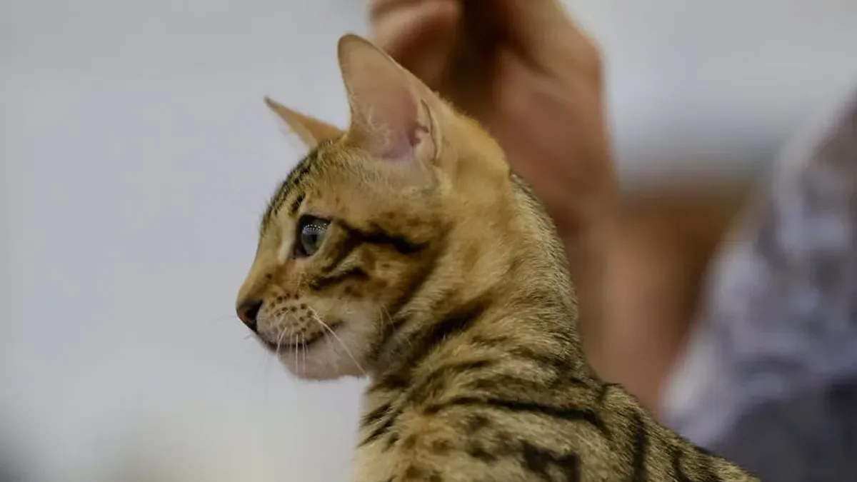 Kat op een kattenshow