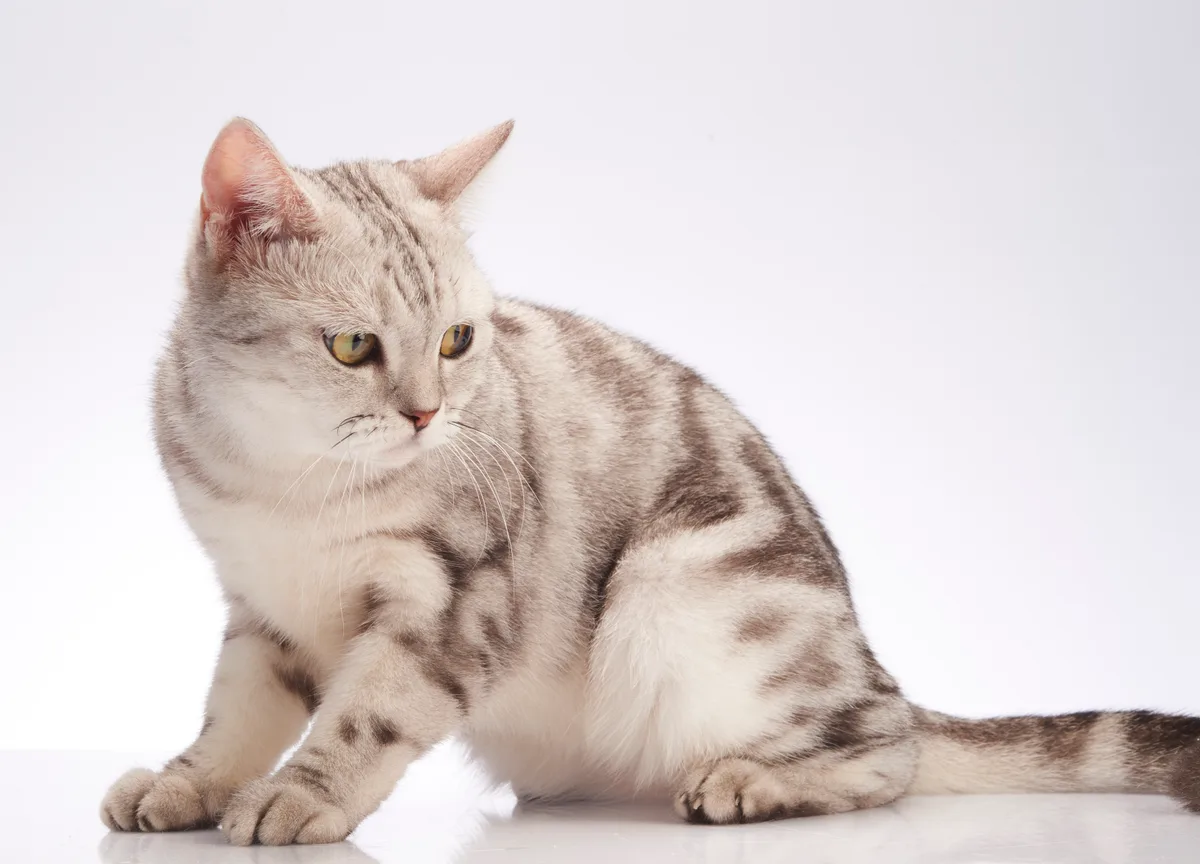 Amerikaanse Korthaar