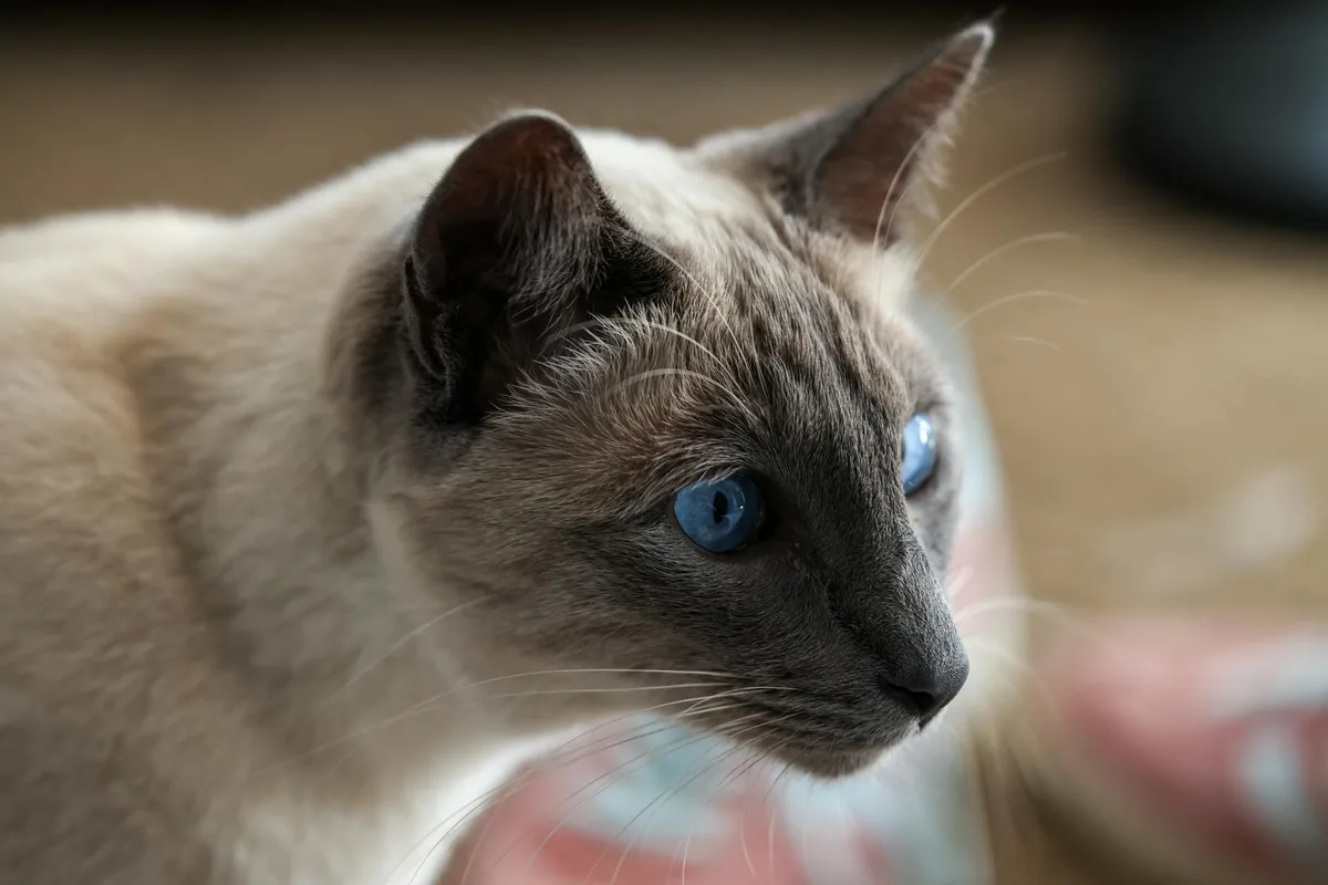 Foreign White kattenras mooi portret