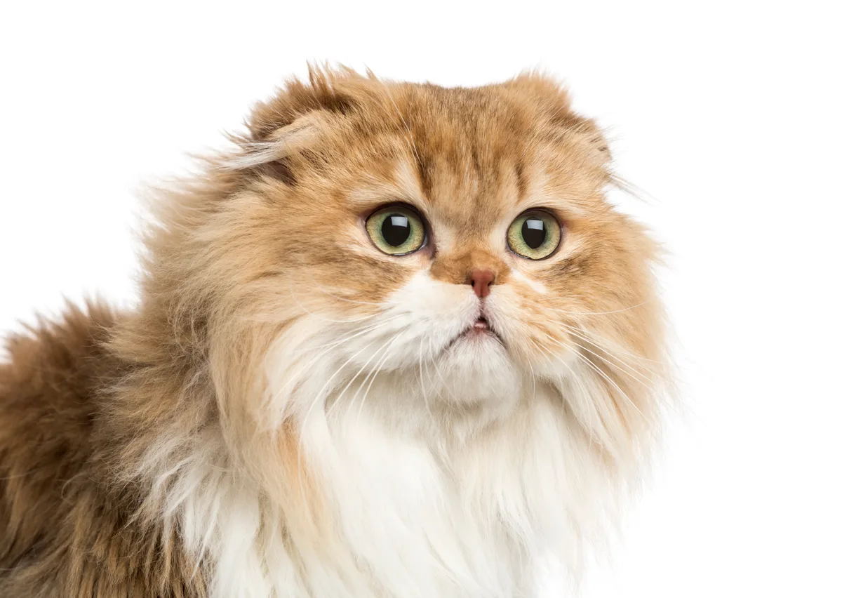 rustend van de Highland Fold