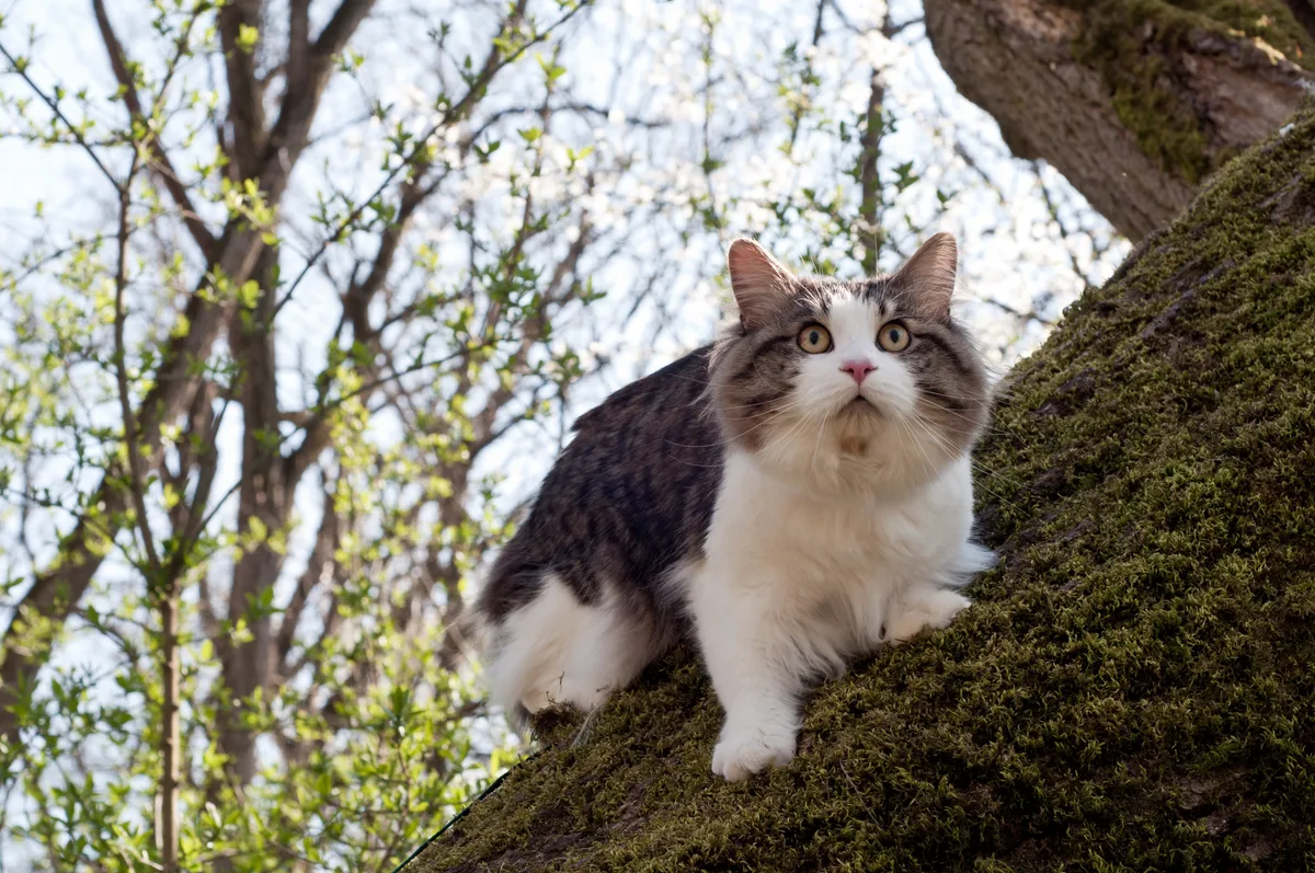 Kurilian Bobtail